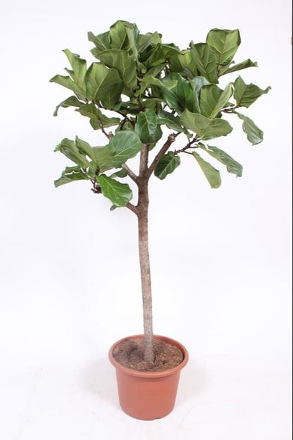 Ficus Lyrata Stam