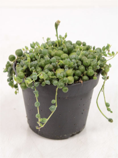 Senecio Rowleyanus