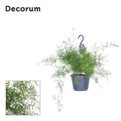 Asparagus Den Sprengeri