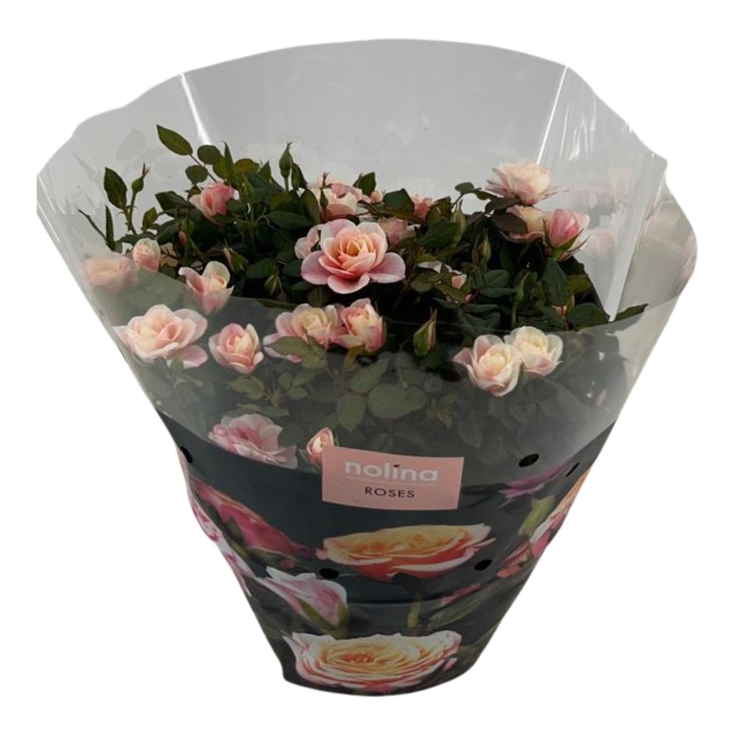 Rose Party Piia