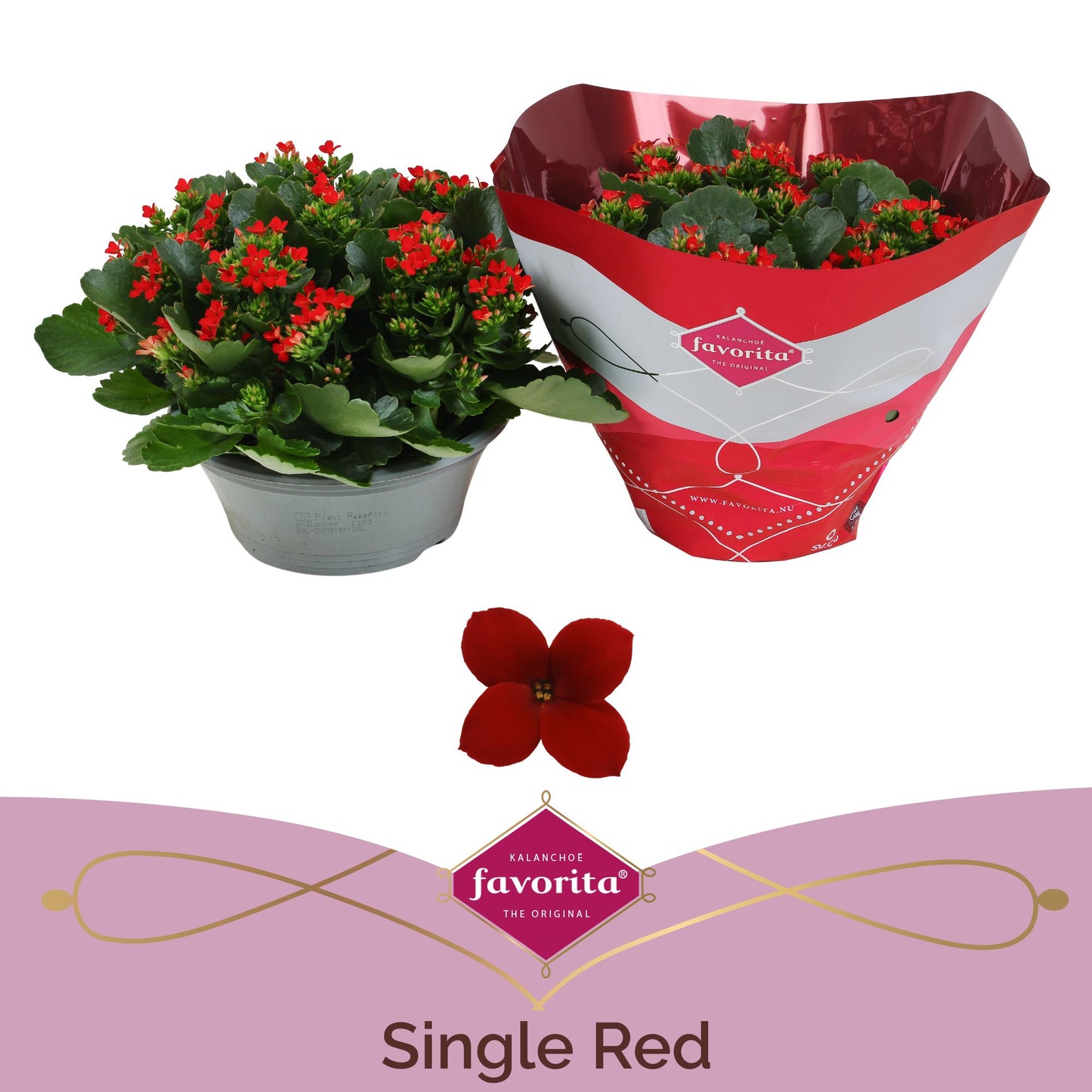 Kalanchoe Bl Rood Tst