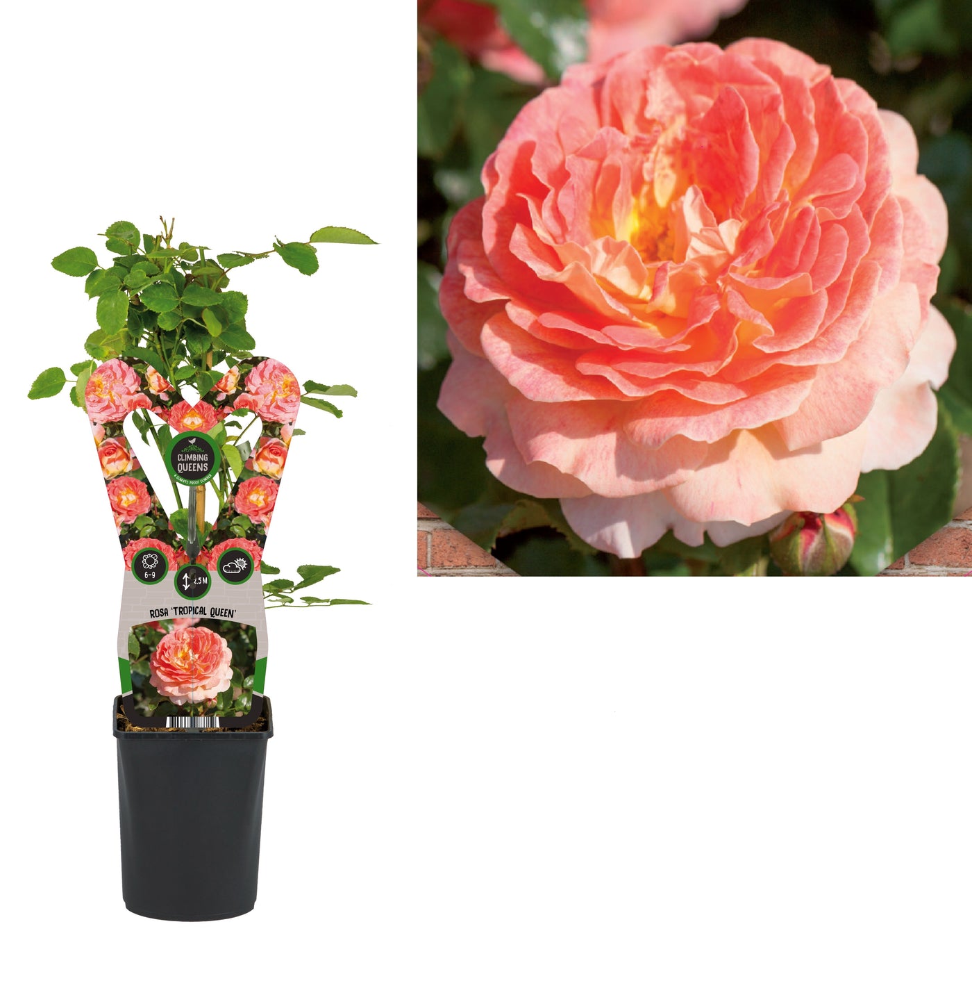 Rosa Royal Queen