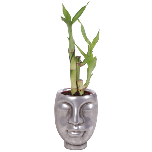 Dra Lucky Bamboo Toef Keramiek Face Silver