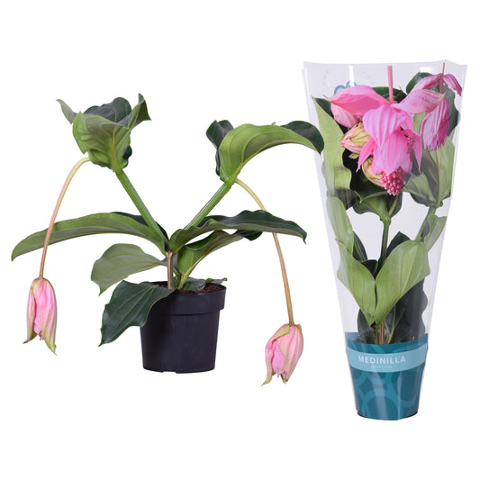 Medinilla Magnifica 2 Knop + Hoes