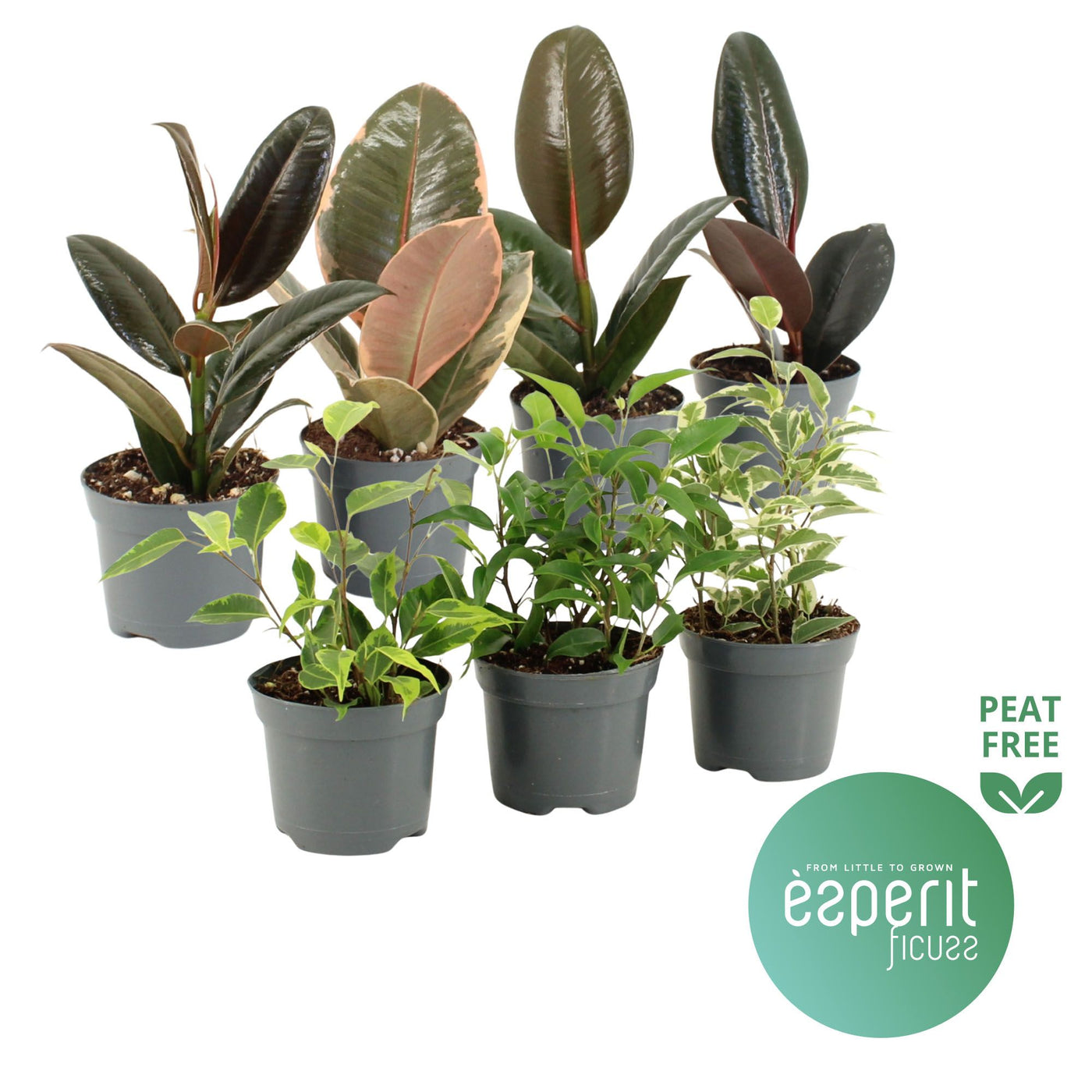 Ficus Gemengd