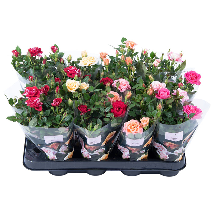 Rose Party Mini Gemengd