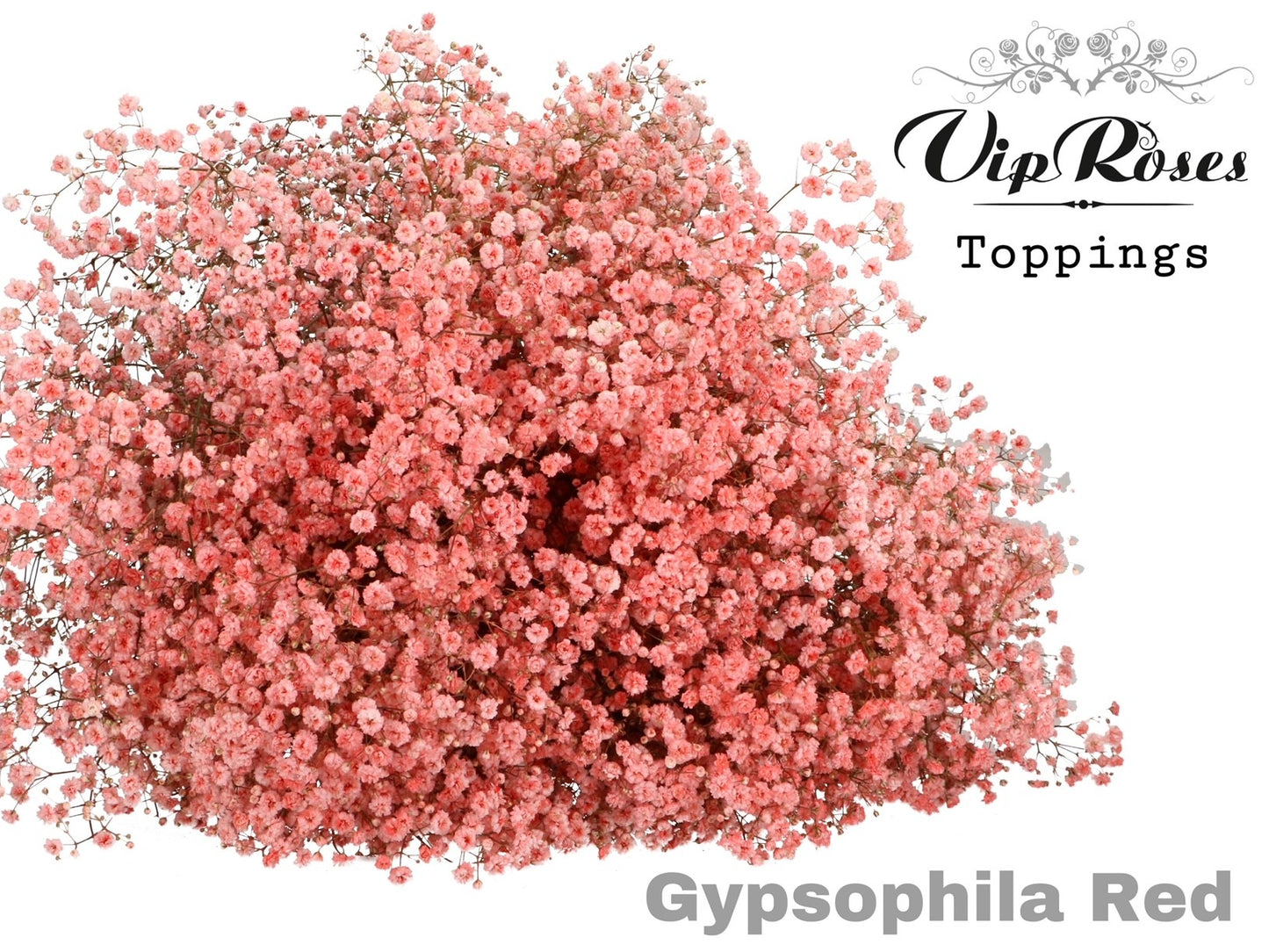 Gypsophila Dyed Red