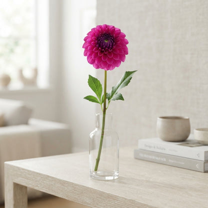 Purple Fox Dahlia Flowers – 60cm Stems