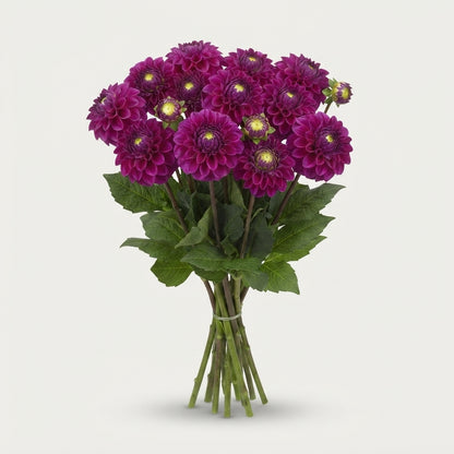 Purple Fox Dahlia Flowers – 60cm Stems