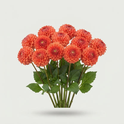 Orange Fox Dahlia Cut Flowers – 60cm Stems