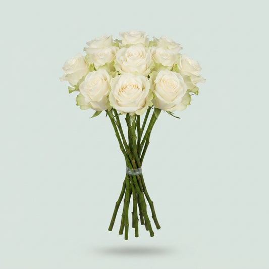 Rose - Rosa - Large Flowered