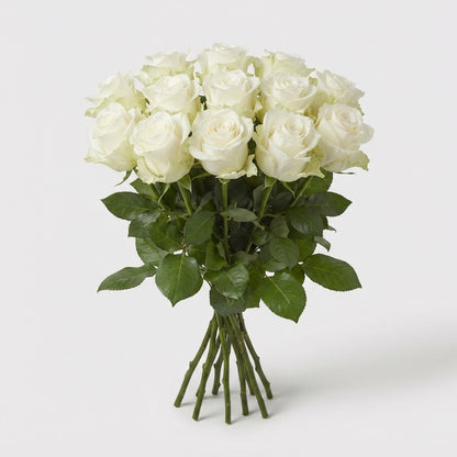 Rose - Rosa - Large Flowered