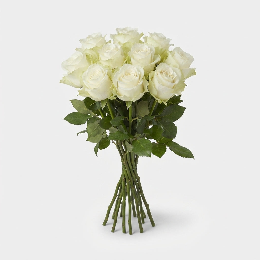 Rose - Rosa - Large Flowered