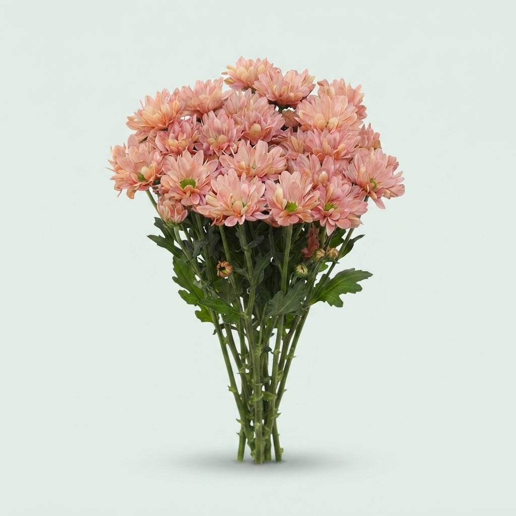 Spray Chrysanthemum - Chrysanthemum - Katinka Salmon