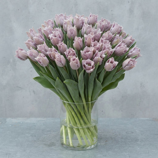 Tulip Fringed Dyed Grey-Pink
