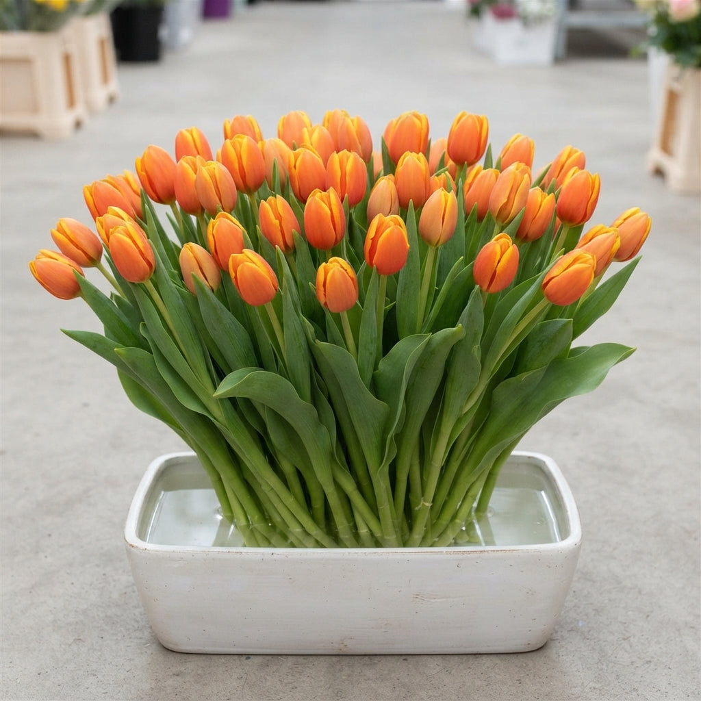 FeedSync:wholesale:507c9f9cbb5be29f528f5ecd9ff81a6cd730e111