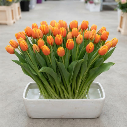 FeedSync:wholesale:507c9f9cbb5be29f528f5ecd9ff81a6cd730e111