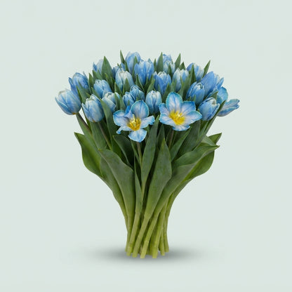 Tulip - Tulipa - En A Delft Blue