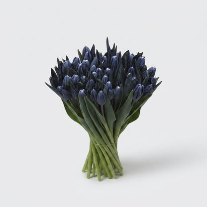 Tulip - Tulipa - En A Dark Violet
