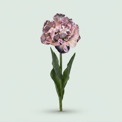 Double Tulip - Tulipa - Dusty Olive
