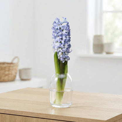 Blue Hyacinth ‘Sky Jacket’ – 30cm Stems