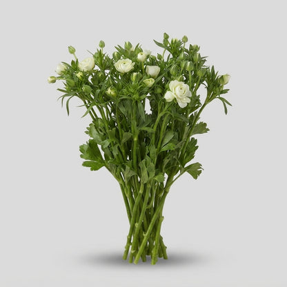 FeedSync:wholesale:b04f040b31262128207dcb99f60deef5a3876ec8