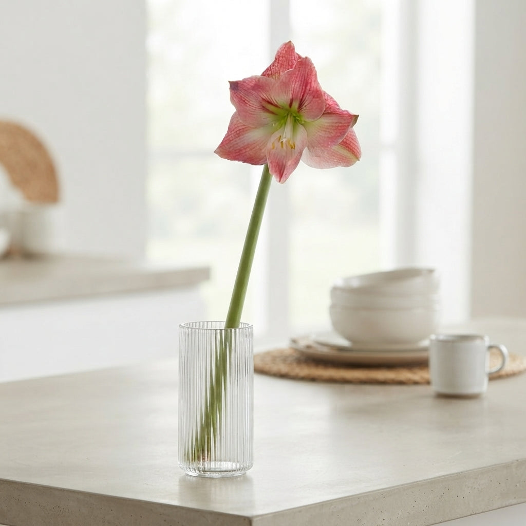 Amaryllis ‘Galaxy Sunrise’ – Pink Cut Stem