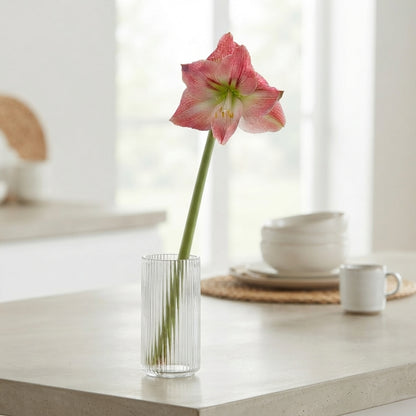 Amaryllis ‘Galaxy Sunrise’ – Pink Cut Stem