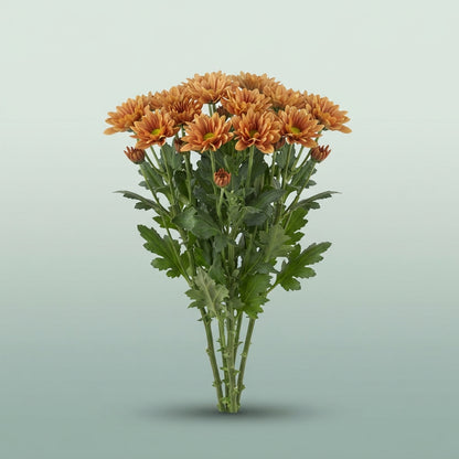 FeedSync:wholesale:fa073e81e64260802c52e50ae3a557837263b1e6