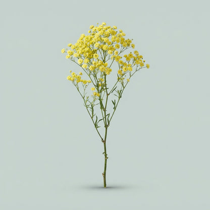 Dyed Yellow Gypsophila - Gypsophila