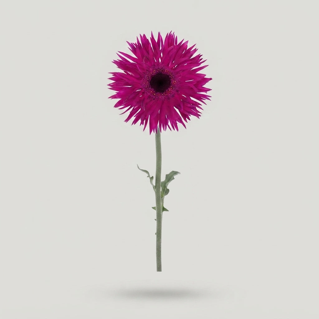 Gerbera - Gerbera - Sch21602
