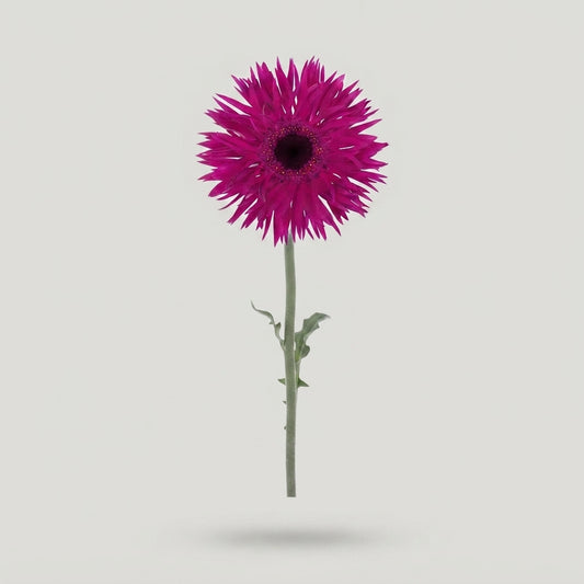 Gerbera - Gerbera - Sch21602