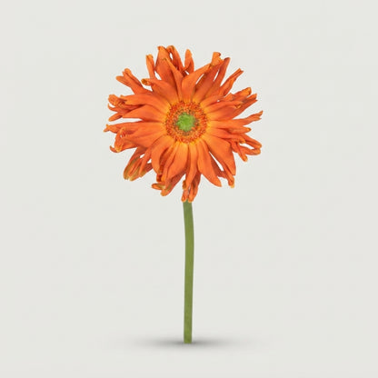 Gerbera - Pasta Marinara