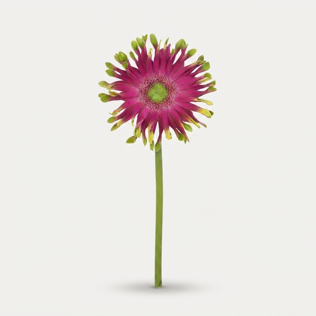 Gerbera - Gerbera - Milazzo