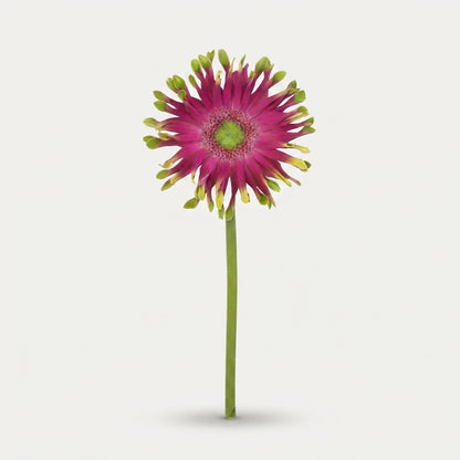 Gerbera - Gerbera - Milazzo