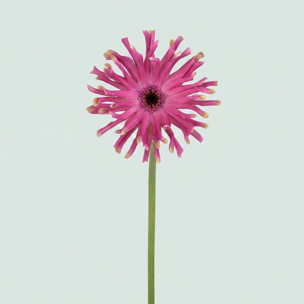 Gerbera - Gerbera - Vittoria