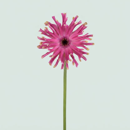 Gerbera - Gerbera - Vittoria