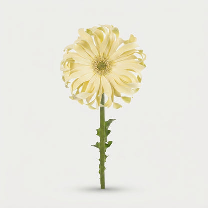 Gerbera - Pasta Carbonara