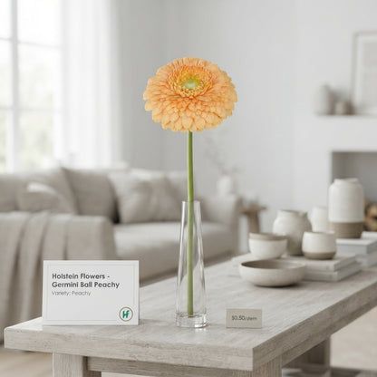 Peachy Orange Germini Flowers – 50cm Stems