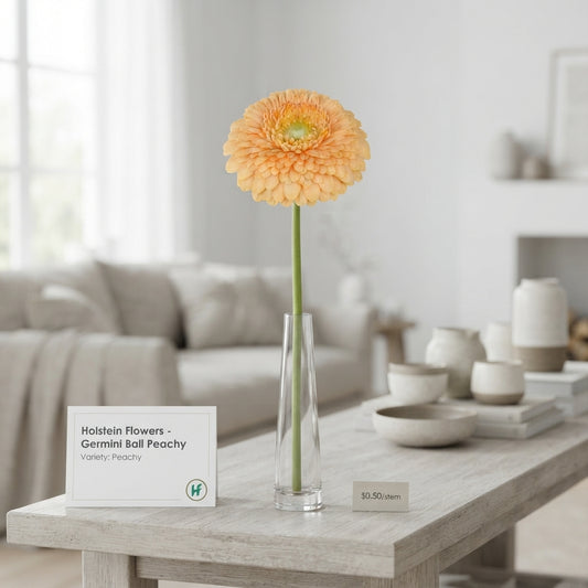 Peachy Orange Germini Flowers – 50cm Stems