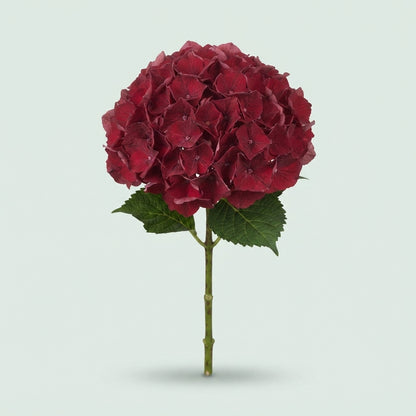 Hydrangea - Hydrangea - Kolmaru