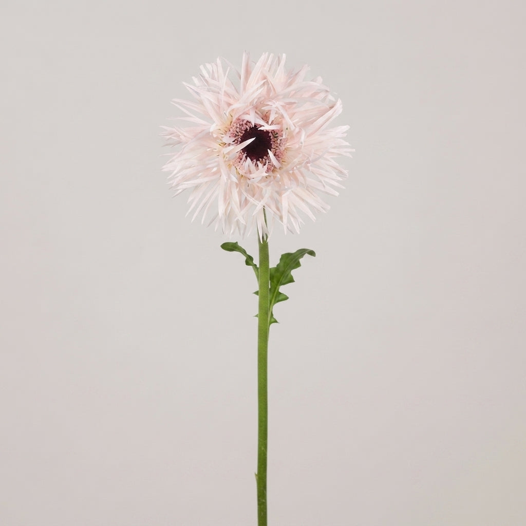 Gerbera - Gerbera - Terwellbalm