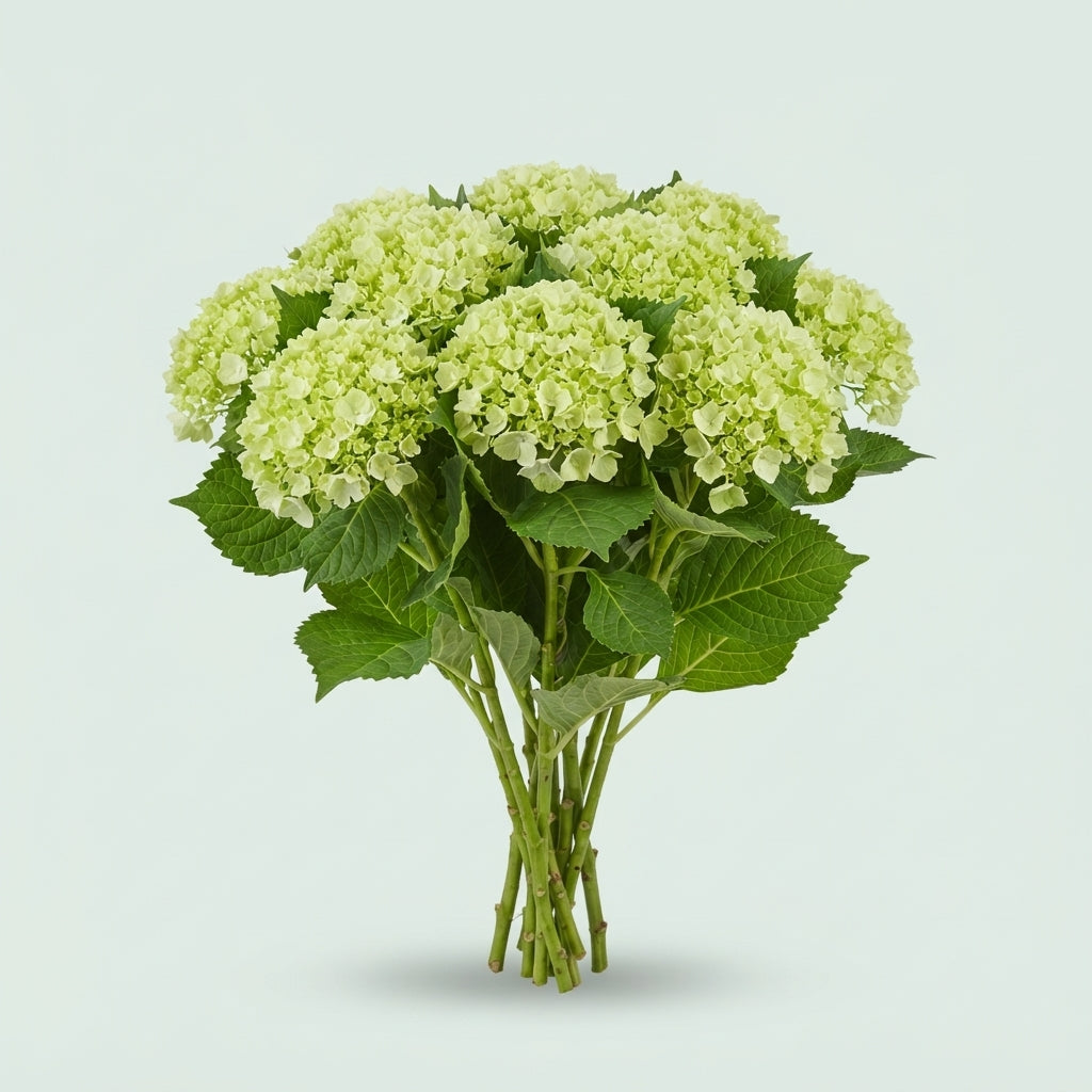 Hydrangea - Hydrangea