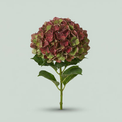 Hydrangea - Hydrangea - Classic Verena