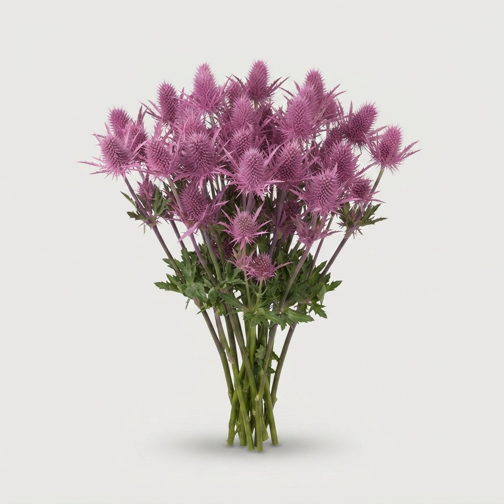 Dyed Pink Eryngium Cut Flowers – 60cm Stems
