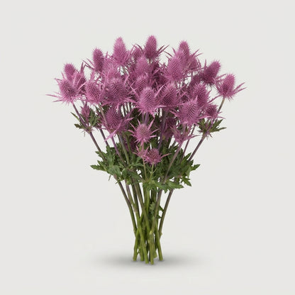 Dyed Pink Eryngium Cut Flowers – 60cm Stems