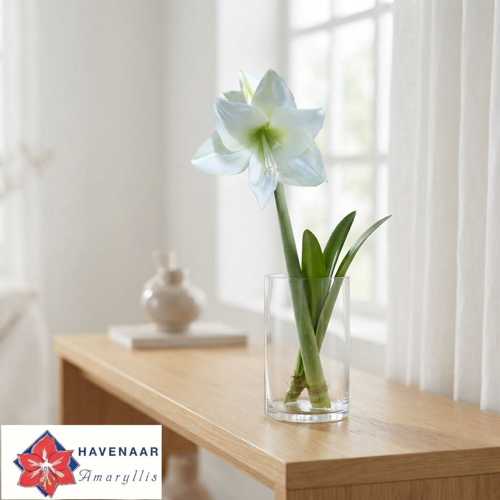 White Amaryllis ‘Albarino’ – 80cm Stem
