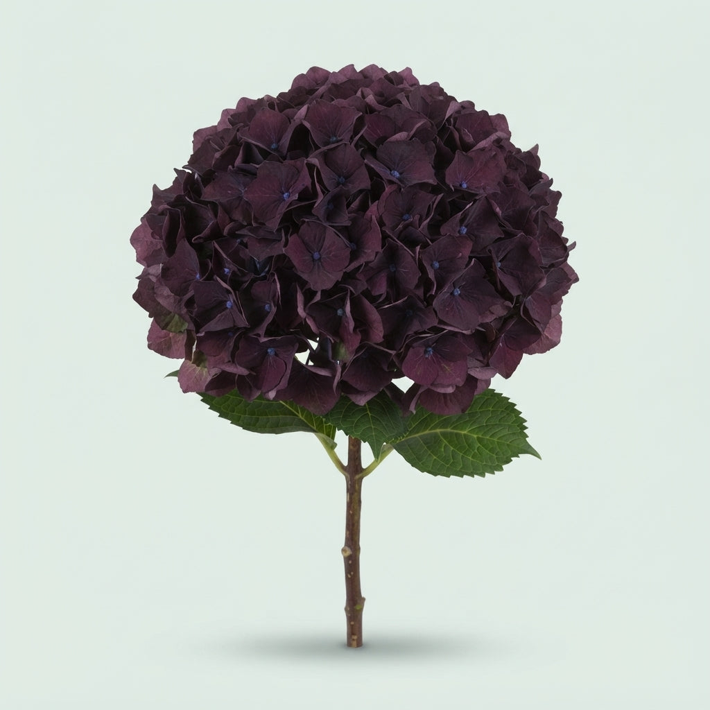 Hydrangea - Kolmaru - Classic Magical Ruby Dark Purple