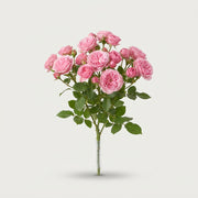 FeedSync:wholesale:8353e2abf8a8ad7562153a59f94996faf6d6239d