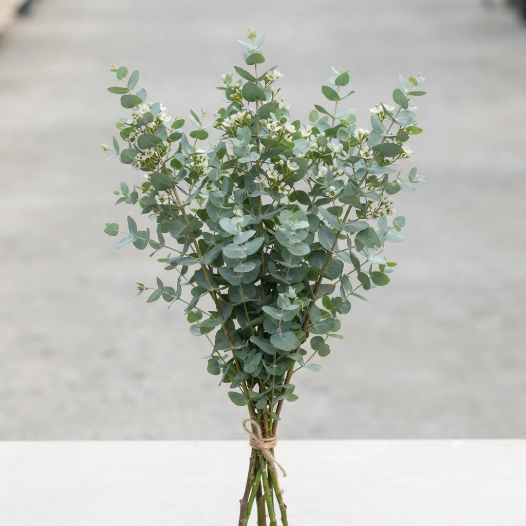 FeedSync:wholesale:aaf7137ba6723d7ada1ce13e458fdd2b0fd05cd5